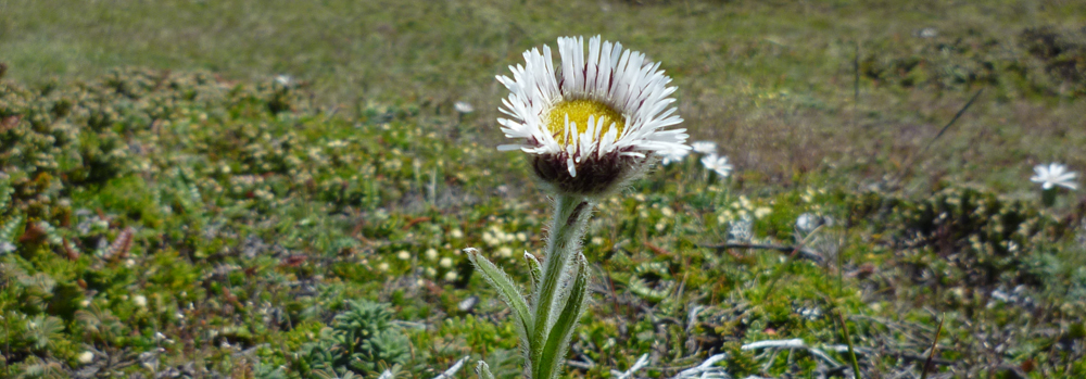 HAIRY DAISY Erigeron incertus, Falkland Islands